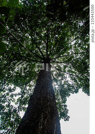 A large tree and green leaves. 133443500