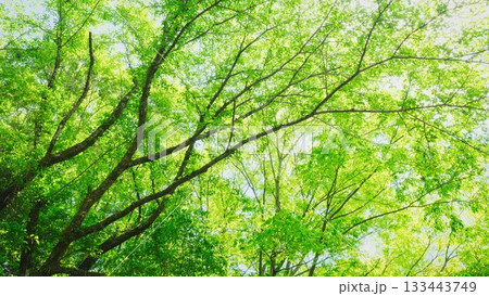 新緑の森を見上げる 133443749