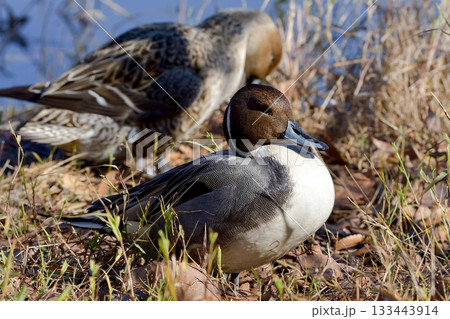 オナガガモ 133443914