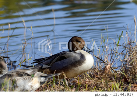 オナガガモ オナガガモ 133443917