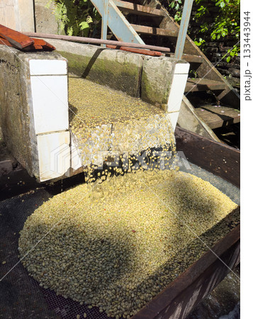 Washing pulped coffee beans 133443944