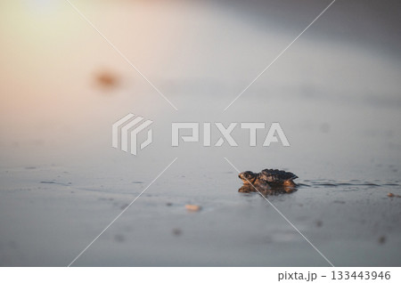 Close up of baby turtle Close up of baby turtle 133443946