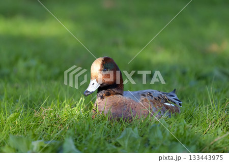 ヒドリガモ 133443975