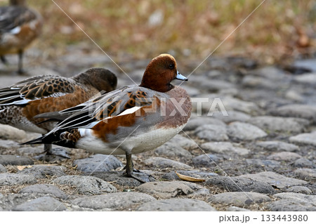 ヒドリガモ 133443980