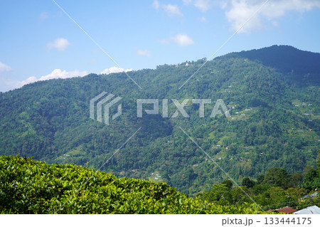 Lush Green Slopes of Tea Plantation in the Darjeeling Hills with Distant Village 133444175