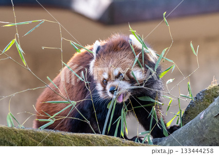 木の上のレッサーパンダのアップ 木の上のレッサーパンダのアップ 133444258