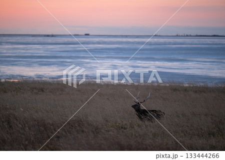 北海道、野付半島の夜明け前に広がる空とエゾシカの風景 133444266