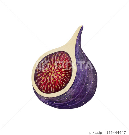 Watercolor fig half. Half of a ripe fig fruit isolated on white background. 133444447