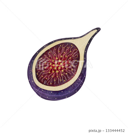 Watercolor fig half. Half of a ripe fig fruit isolated on white background. Watercolor fig half. Half of a ripe fig fruit isolated on white background. 133444452