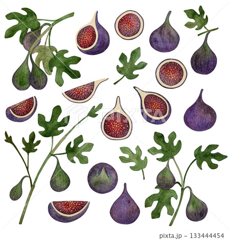 Watercolor set of fresh figs: whole fruits, sliced figs, and branches with leaves and ripening fruit, all on a white background. Watercolor set of fresh figs: whole fruits, sliced figs, and branches with leaves and ripening fruit, all on a white background. 133444454