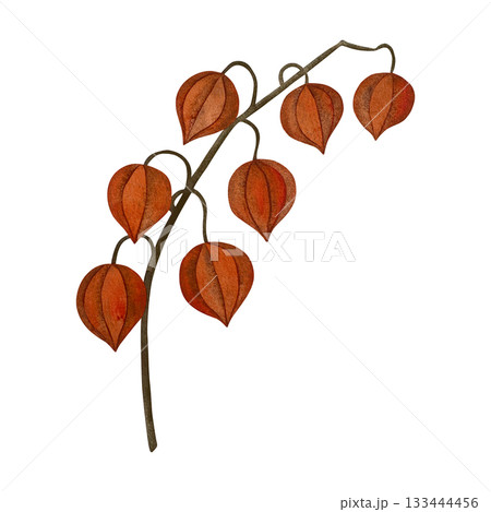 Watercolor physalis branch. Branch with orange physalis fruits, no leaves, isolated on white. 133444456