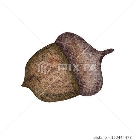 Watercolor autumn acorn. Single green-brown oak acorn isolated on white background. 133444478