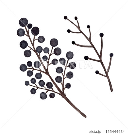 Watercolor autumn berry branch. Brown bare branch with blue berries isolated on white. 133444484