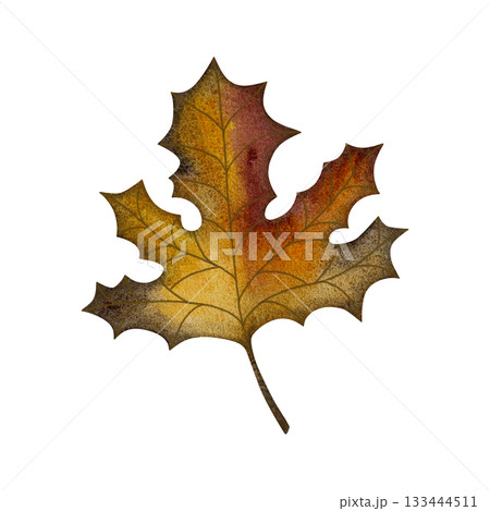 Watercolor maple leaf. Yellow, red, green autumn maple leaf isolated on white. Watercolor maple leaf. Yellow, red, green autumn maple leaf isolated on white. 133444511