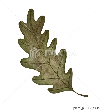 Watercolor oak leaf. Single green oak leaf isolated on white background. Watercolor oak leaf. Single green oak leaf isolated on white background. 133444530