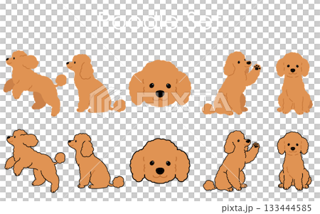 Simple and cute brown poodle illustration set Simple and cute brown poodle illustration set 133444585