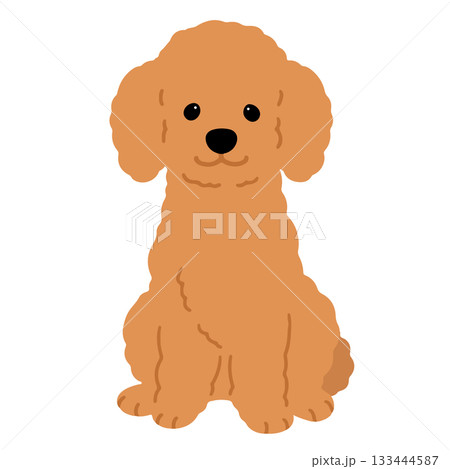 正面を向いてお座りするシンプルで可愛い茶色いプードルのイラスト　主線なし 133444587
