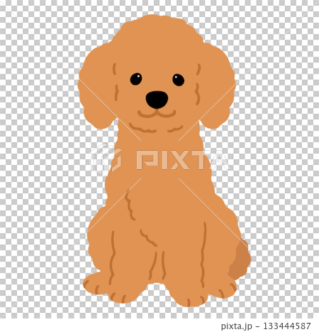 正面を向いてお座りするシンプルで可愛い茶色いプードルのイラスト　主線なし 133444587