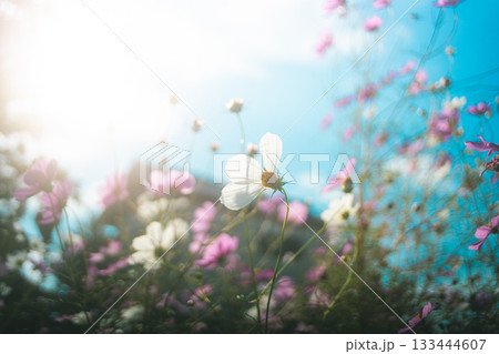 散りかけた花 133444607