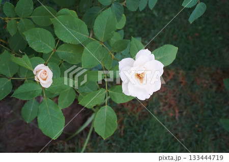 A white rose flower on a green bush. A detailed photo of the stamens and pistils of a blooming rose. Close-up. View from above. Horizontal contrast image with copy space. Blurred natural background. A white rose flower on a green bush. A detailed photo of the stamens and pistils of a blooming rose. Close-up. View from above. Horizontal contrast image with copy space. Blurred natural background. 133444719