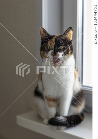 Beautiful young domestic tricolor cat with yellow-green (amber) eyes sits on a windowsill indoors and yawns funny. Selective focus, close-up. Beautiful young domestic tricolor cat with yellow-green (amber) eyes sits on a windowsill indoors and yawns funny. Selective focus, close-up. 133444751