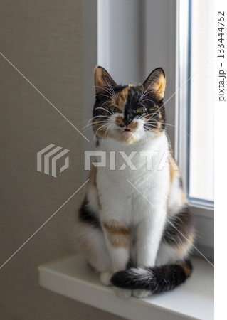 Beautiful young domestic tricolor cat with yellow-green (amber) eyes sits on a windowsill indoors and yawns funny. Selective focus, close-up. 133444752