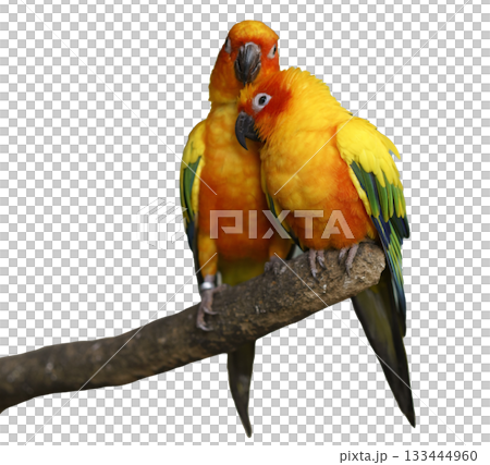 Two vibrant sun conure parrots perched closely on a branch. Their colorful plumage of yellow, orange, green, and blue is striking against. Isolated studio shot. Two vibrant sun conure parrots perched closely on a branch. Their colorful plumage of yellow, orange, green, and blue is striking against. Isolated studio shot. 133444960