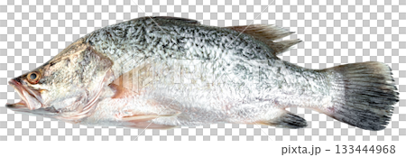 Freshly caught Barramundi fish isolated. This large, silver-scaled fish is a popular food source, ideal for culinary and seafood industry visuals. Raw ingredient preparation. 133444968