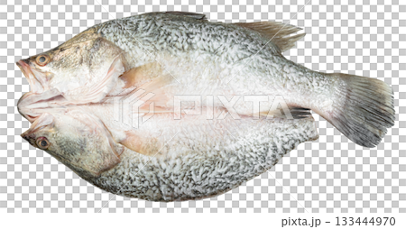 Two whole raw barramundi fish joined at the belly, presented against. Ideal for culinary use, seafood markets, and health or diet concepts. Fresh fish preparation. 133444970