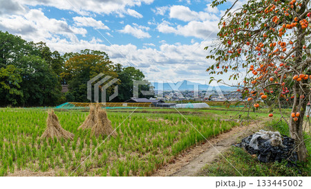 山の辺の道 夜都岐神社付近から柿の木と夜都岐神社と二上山 2025年11月3日 山の辺の道 夜都岐神社付近から柿の木と夜都岐神社と二上山 2025年11月3日 133445002