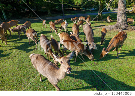 奈良公園の鹿にドングリをプレゼント 鹿がドングリおねだり 大仏殿西楽門の西 2025年10月23日 133445009