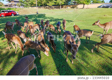 奈良公園の鹿にドングリをプレゼント 大仏殿西楽門の西 2025年10月23日 133445010