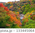 箱根の紅葉 133445064