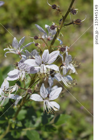 Burning Bush 133445149