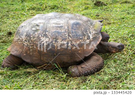 Galapagos giant tortoise walking on the grass of Santa Cruz island, Ecuador Galapagos giant tortoise walking on the grass of Santa Cruz island, Ecuador 133445420