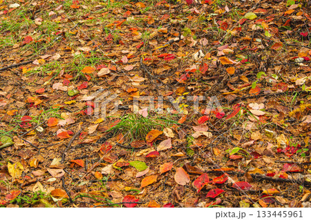 地面に落ちた紅葉　 133445961