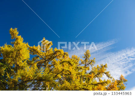 秋晴れの空と落葉松　 133445963