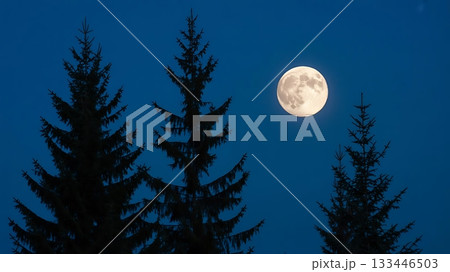 Full moon shining brightly in the dark blue night sky over silhouetted pine trees 133446503