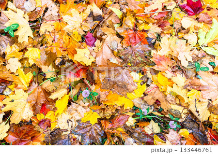 colorful wet fallen leaves with clover flower colorful wet fallen leaves with clover flower 133446761
