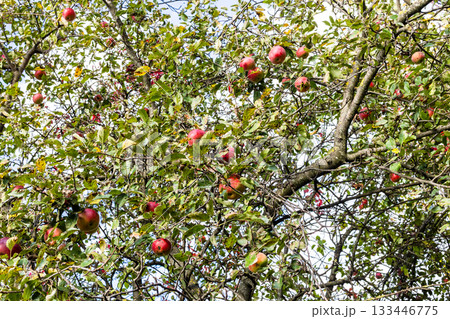 red apple fruits on old tree on sunny autumn day 133446775