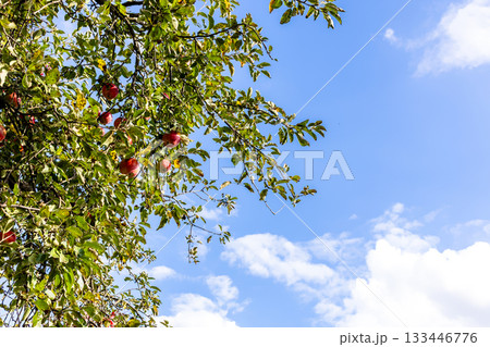 ripe red apple fruits on tree branch and blue sky 133446776