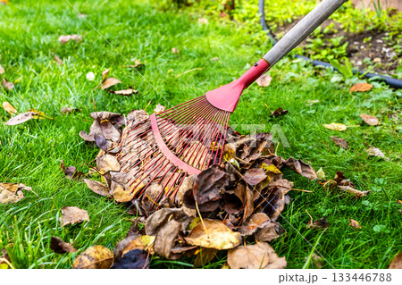 red fan rake gathers fallen leaves on green lawn 133446788