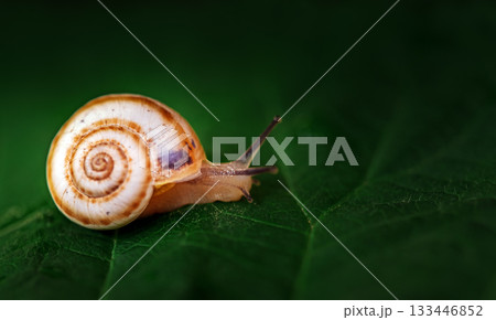 A small brown and white snail is on a leaf 133446852