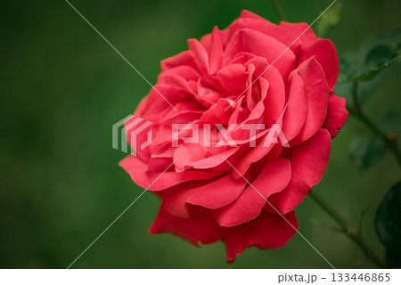 A red rose is the main focus of the image 133446865