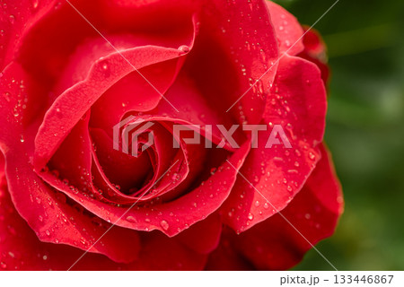 A close up of a red rose with water droplets on it 133446867