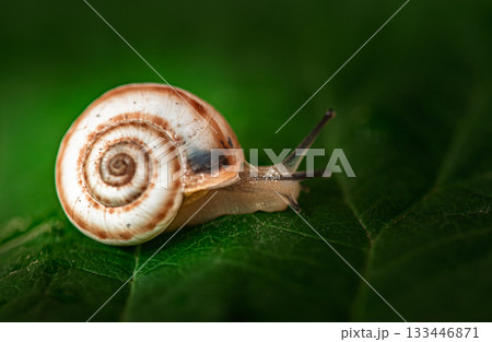 A small brown and white snail is on a leaf 133446871