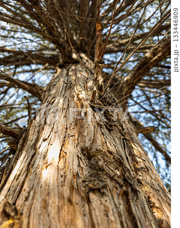 A tree trunk with a lot of bark and a few holes in it A tree trunk with a lot of bark and a few holes in it 133446909