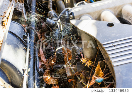 sunlit web under hood of abandoned car in autumn sunlit web under hood of abandoned car in autumn 133446986