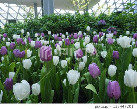 Purple tulip white tulip garden spring bloom fresh indoor greenhouse floral nature serene lush green leaf soft light flower 133447201