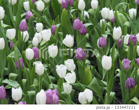 White tulip purple tulip spring garden flower bed fresh bloom green leaf soft light natural beauty White tulip purple tulip spring garden flower bed fresh bloom green leaf soft light natural beauty 133447211